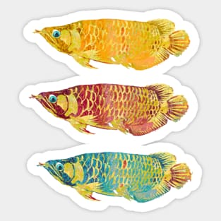 Trio of Arowana Fish Sticker